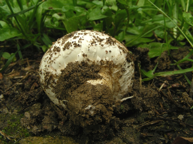 Ancora Agaricus